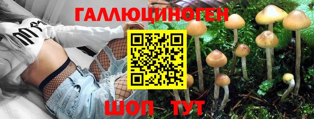 где купить наркоту  Вход с VPN  Сертолово  Псилоцибиновые грибы Psilocybe  Псилоцибиновые грибы прущие грибы 